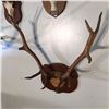 Image 2 : ROCKY MOUNTAIN ELK SET, 24'' X 24''