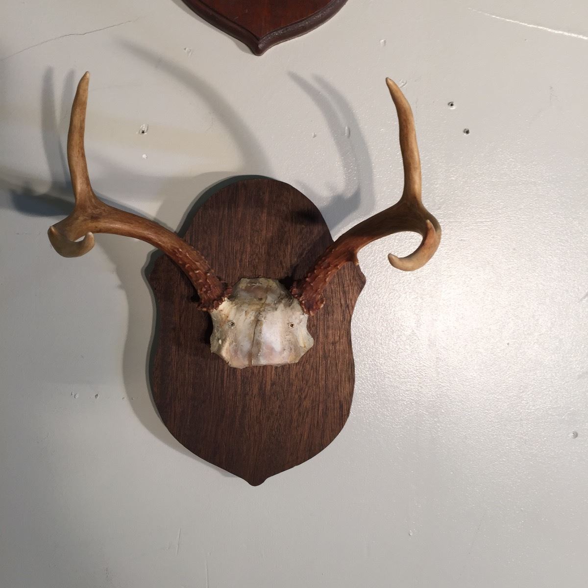 SMALL DEER RACK small-deer-rack