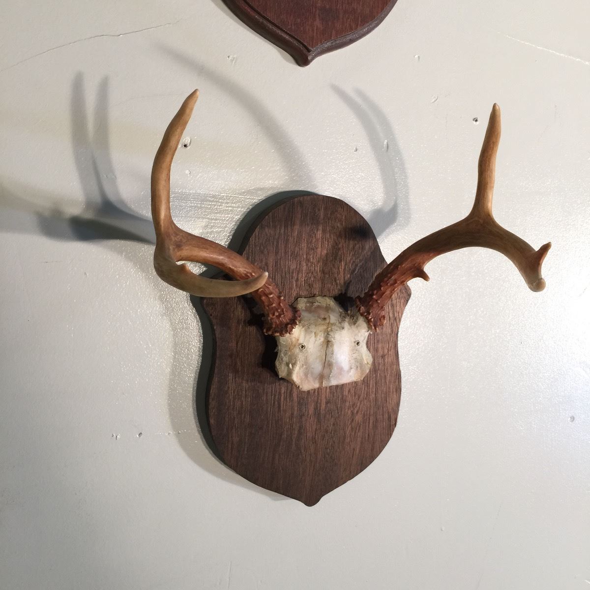 SMALL DEER RACK