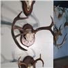 Image 2 : MULE DEER SKULL AND HORN SET