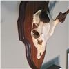 Image 2 : MUNTJAC, ASIA, SKULL AND HORN SET