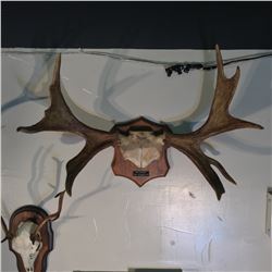 SMALL MOOSE RACK, BRITISH COLUMBIA, 1963