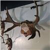 Image 2 : SMALL MOOSE RACK, BRITISH COLUMBIA, 1963