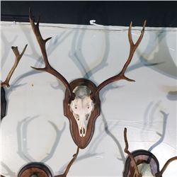 SIKA DEER, ASIA, SKULL AND HORN SET