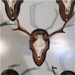 SIKA DEER, ASIA, SKULL AND HORN SET