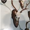 Image 2 : SIKA DEER, ASIA, SKULL AND HORN SET