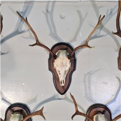 SIKA DEER, ASIA, SKULL AND HORN SET