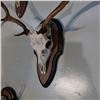 Image 2 : SIKA DEER, ASIA, HORN AND SKULL SET