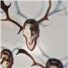 Image 2 : CARIBOU SKULL AND HORN SET