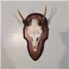 Image 2 : MUNTJAC, ASIA, SKULL AND HORN MOUNT