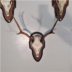 SIKA DEER, ASIA, SKULL AND HORN SET