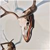 Image 2 : WHITE TAIL DEER, SKULL AND HORN SET