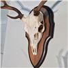 Image 2 : SIKA DEER, ASIA, HORN AND SKULL SET