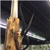 Image 2 : GAZELLE HORNS SET, AFRICAN PLAINS, 35'', TIP TO TIP