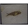 Image 1 : FISH FOSSIL