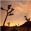 Image 2 : Joshua Tree Stars by Olivier Pojzman