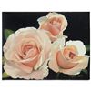 Image 1 : Three French Lace Roses by Brian Davis