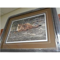 FRAMED LIMITED EDITION PRINT - STICKS & STONES - YOUNG COUGAR - AUDREY CASEY - GALLERY ESTIMATE - $7