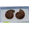 Image 1 : MATCHED PAIR OF AMMOLITE FOSSILS