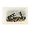 Image 1 : Audubon Squirrel No. 31, plate CLIII.