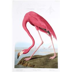 John James Audubon, American Flamingo, Lithograph