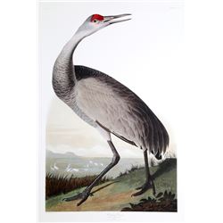 John James Audubon, Hooping Crane, Lithograph