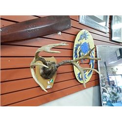 AUTHENTIC DEER ANTLERS - MOUNTED ON PLAQUE