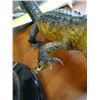 Image 2 : Small Alligator Taxidermy - Note: Broken Foot