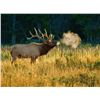 Image 1 : Elk Hunt