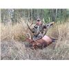 Image 1 : Elk Hunt