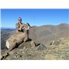 Image 1 : Full Curl - California Big Horn Sheep Hunt