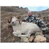 Image 1 : Dall Sheep Hunt