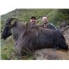 Image 1 : New Zealand Trophy Bull Tahr Hunt