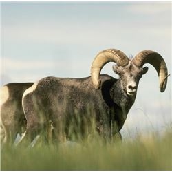 BC Premium Conservation Stone Sheep Tag