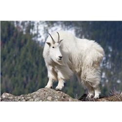 Mountain Goat Hunt