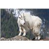 Image 1 : Mountain Goat Hunt