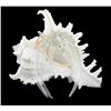 Image 1 : Blown Glass Hermit Crab in Shell (DEC-000375)
