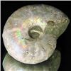 Image 1 : 145ct Opalized Ammonite Full Uncut (MIN-000251)