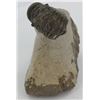 Image 1 : 204g Preserved Tribolite Fossil On Base Material (MIN-003948)