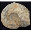 Image 1 : 2825ct Natural Untreated Fossilized Ammonite (MIN-004532)