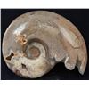 Image 1 : 4440ct Natural Polished Fossilized Ammonite (MIN-004534)