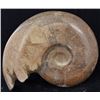 Image 2 : 4440ct Natural Polished Fossilized Ammonite (MIN-004534)