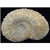 Image 1 : 2820ct Natural Untreated Fossilized Ammonite (MIN-004538)