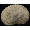 Image 2 : 2820ct Natural Untreated Fossilized Ammonite (MIN-004538)