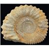 Image 1 : 14700ct Natural Untreated Fossilized Ammonite (MIN-004540)