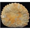 Image 2 : 14700ct Natural Untreated Fossilized Ammonite (MIN-004540)