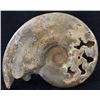 4690ct Natural Untreated Fossilized Ammonite (MIN-004549)