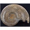 Image 2 : 4690ct Natural Untreated Fossilized Ammonite (MIN-004549)