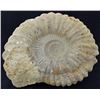 Image 1 : 11875ct Natural Untreated Fossilized Ammonite (MIN-004551)