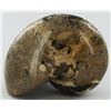 Image 1 : 5950ct Natural Polished Fossilized Nautilus (MIN-005886)